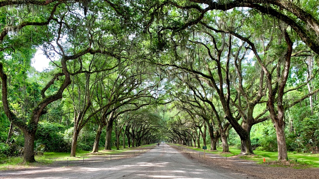 Family subdivision street in the Georgetown area of Savannah, Georgia